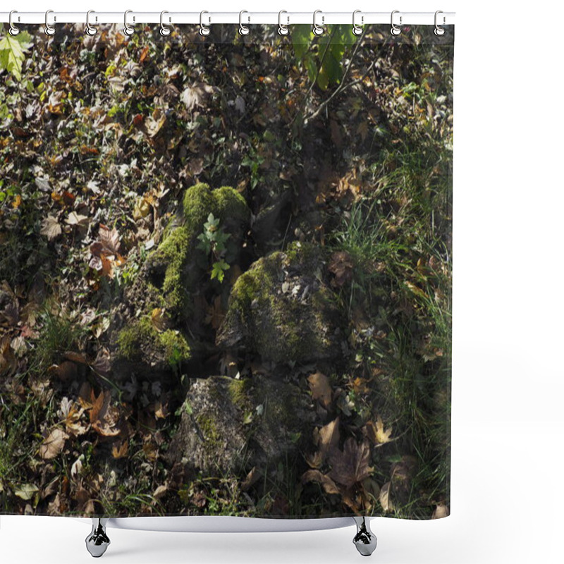 Personality  Young Tree Sprouting From Mossy Stump In Autumn Forest Shower Curtains