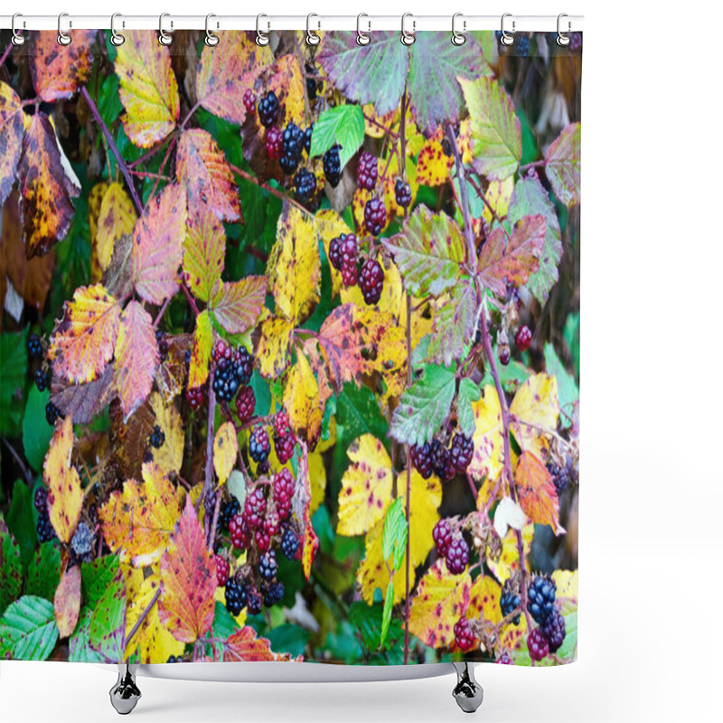 Personality  Brambleberry Shrub With Autumnally Coloured Foliage And Many Berries Shower Curtains