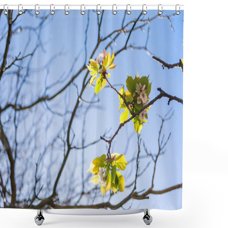 Personality  Flowers On Branches Of Tree Against Cloudless Blue Sky  Shower Curtains