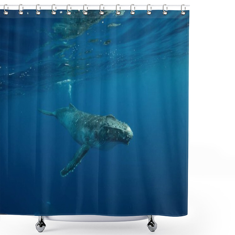 Personality  A Beautiful Underwater Shot Of A Humpback Whale Swimming Near The Surface Shower Curtains