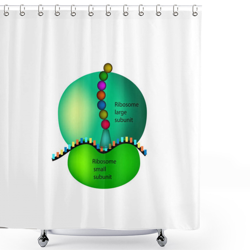 Personality  The Structure Of The Ribosome. Infographics. Vector Illustration On Isolated Background Shower Curtains