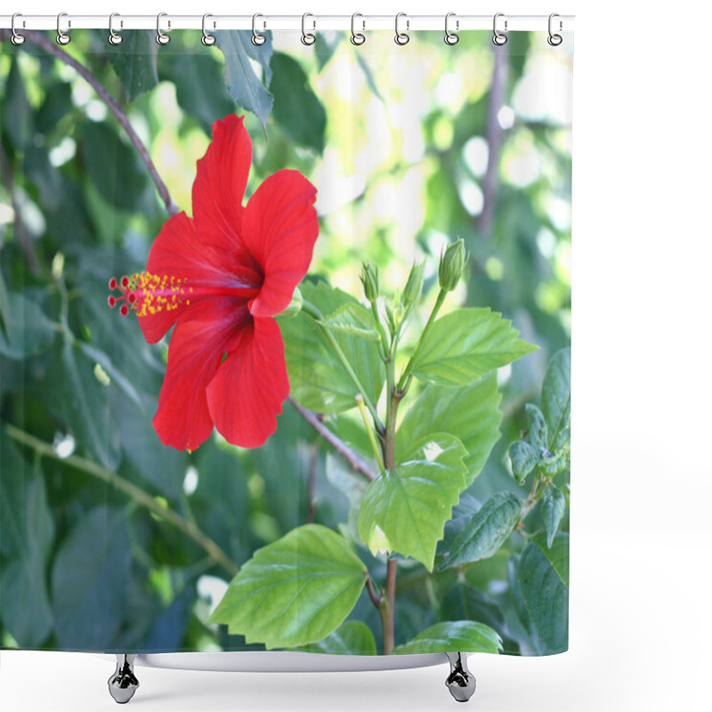 Personality  Red Hibiscus Shower Curtains