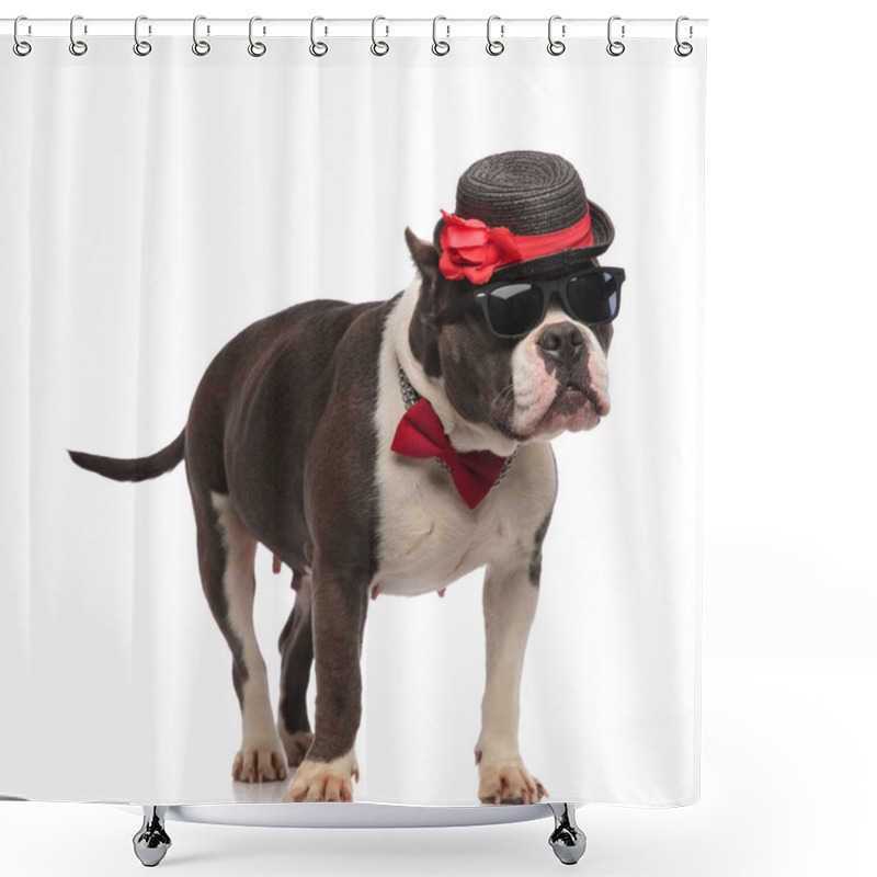 Personality  Cute Gentleman American Bully With Sunglasses Looks To Side Shower Curtains