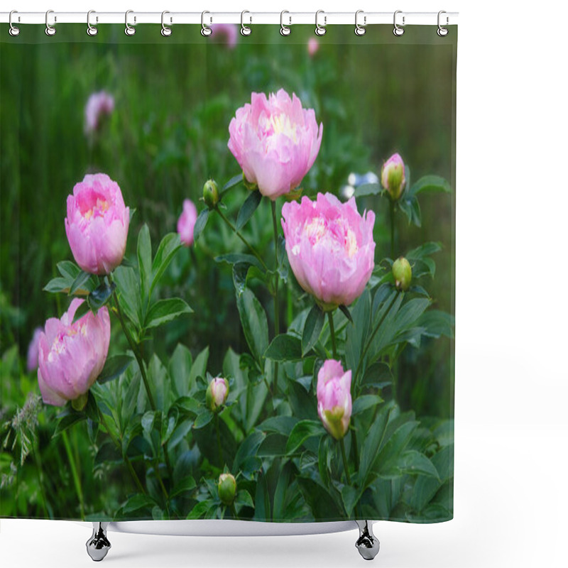 Personality  Blooming Pink Peonies In A Garden Setting. Paeonia Lactiflora Raspberry Sundae Shower Curtains