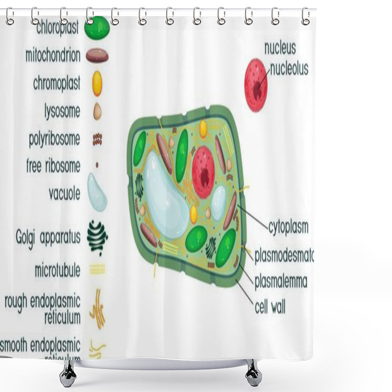 Personality  Plant Cell Structure With Titles And Different Organelles Shower Curtains