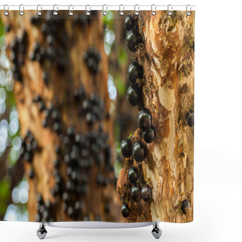 Personality  Jaboticaba Brazilian Tree With A Lot Of Full-blown Fruits On Trunk Shower Curtains