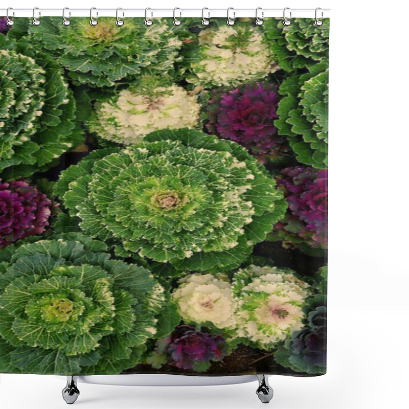 Personality  Vibrant Green And Purple Ornamental Cabbage In A Lush Garden Display. Shower Curtains