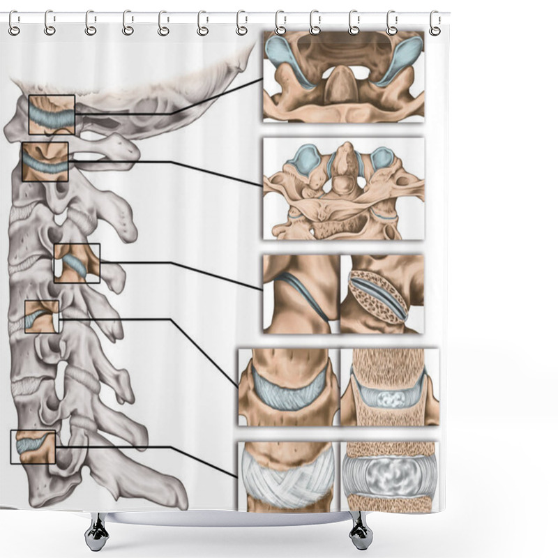 Personality  Joints Of The Vertebral Column, Cervical Spine Structure, Vertebral Bones, Cervical Bones, Anatomy Of Human Bone System, Craniovertebral Joints, Joints Of The Vertebral Bodies And Arch, Lateral View Shower Curtains