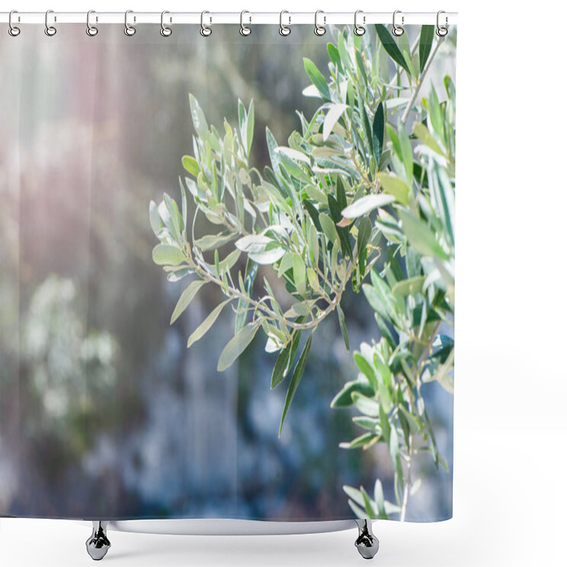 Personality  Branch Of An Olive Tree In The Rays Of The Setting Sun. Beautifu Shower Curtains