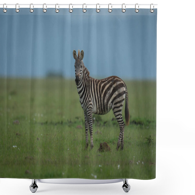 Personality  Plains Zebra Stands On Grass Watching Camera Shower Curtains