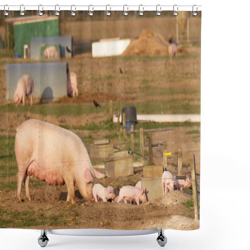 Personality  Breeding Pig With Some Piglets Shower Curtains