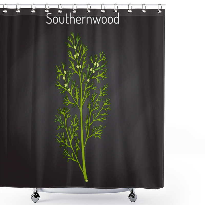 Personality  Southernwood Artemisia Abrotanum , Or Lad S Love, Southern Wormwood, Medicinal Plant Shower Curtains