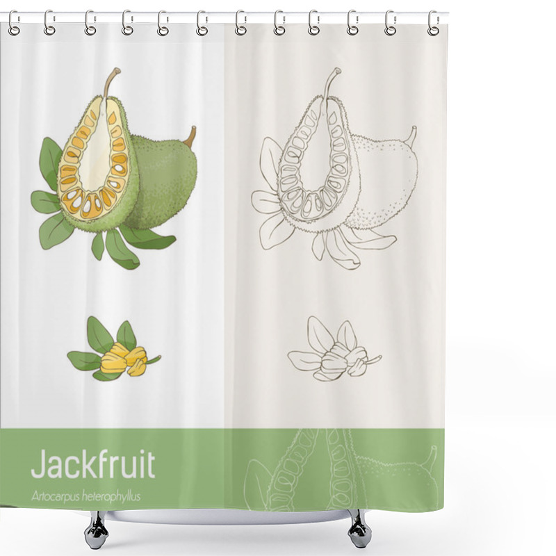 Personality  Jackfruit Section Fruit Shower Curtains