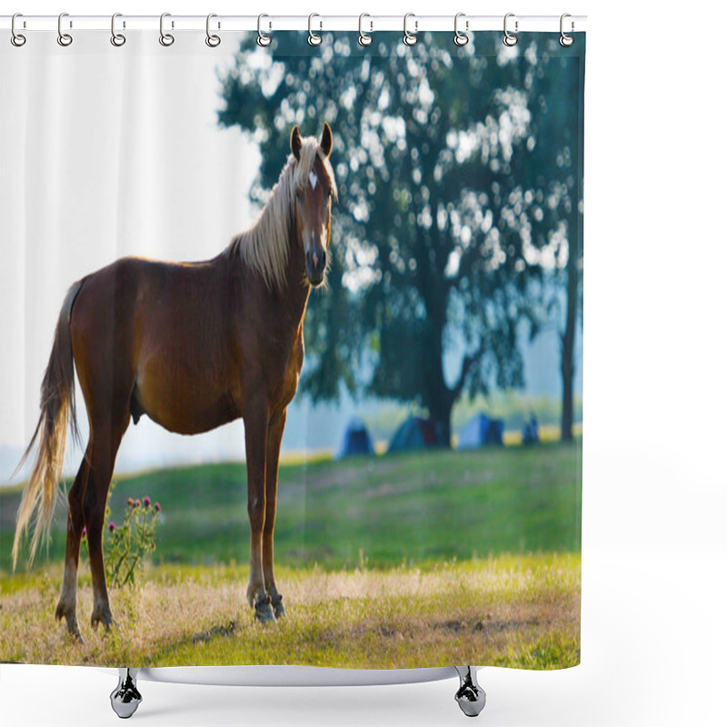 Personality  A Wild Horse Head Profile Portrait Shower Curtains