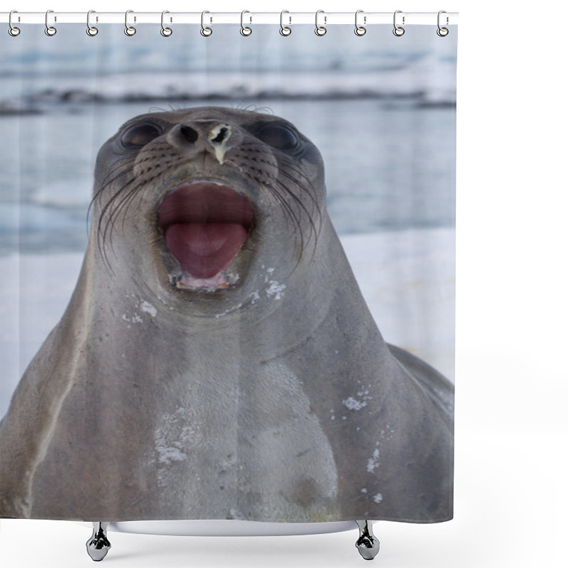 Personality  Portret Of Young Southern Elephant Seal That Roars Shower Curtains