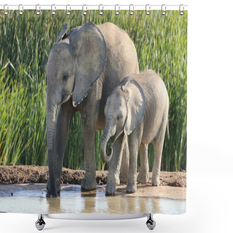 Personality  African Elephant Siblings Shower Curtains