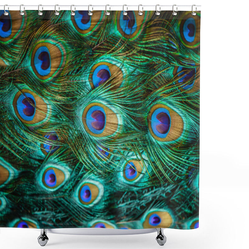 Personality  Male Peacock Displaying Its Stunning Tail Feathers Shower Curtains