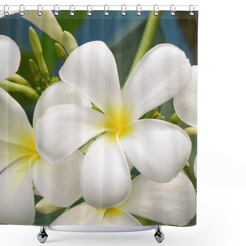 Personality  White And Yellow Plumeria Spp. Shower Curtains