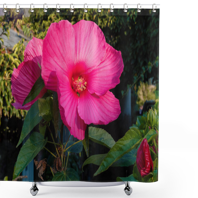 Personality  Blooming Big And Beautiful Swamp Rose Mallow (Hibiscus Moscheutos) In Autumn Garden Shower Curtains