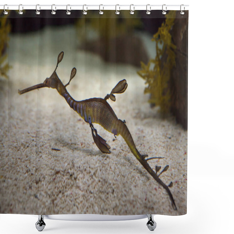 Personality  Weedy Seadragon (Phyllopteryx Taeniolatus) Shower Curtains