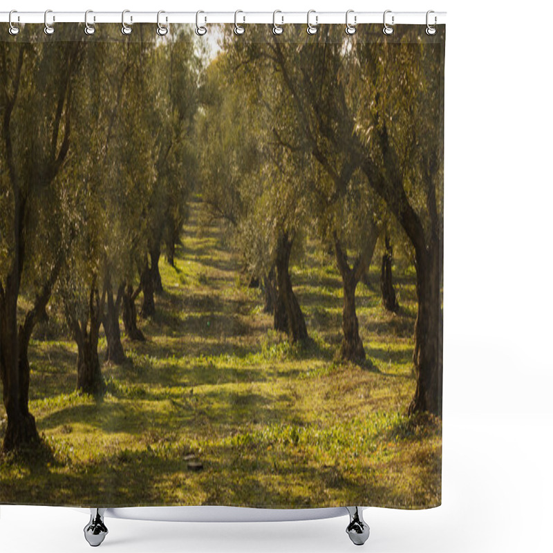 Personality  Olive Trees Shower Curtains