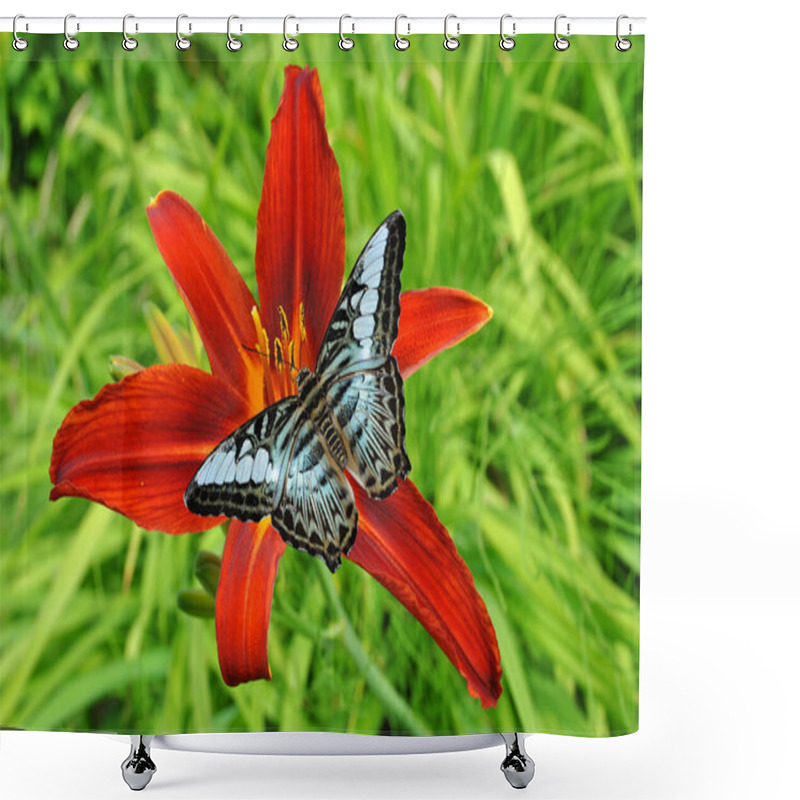 Personality  Malaysian Blue Clipper Butterflly On A Hemerocallis Crimson Pirate Flower Shower Curtains