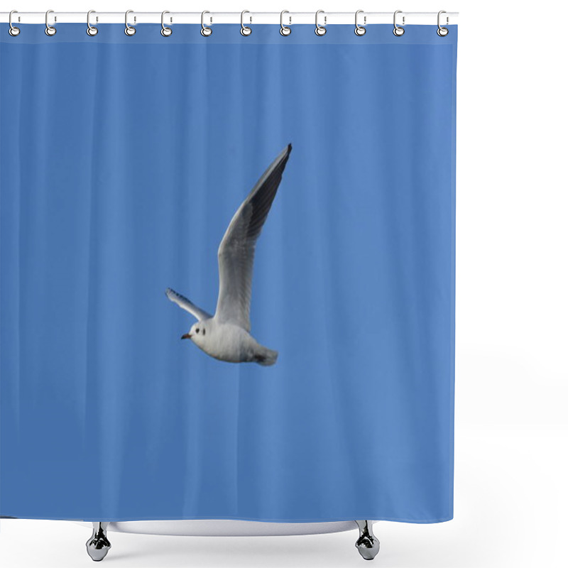 Personality  Black-headed Gull -  (Chroicocephalus Ridibundus)  Shower Curtains