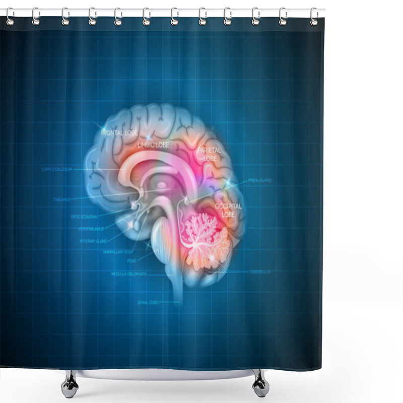 Personality  Human Brain Anatomy Shower Curtains