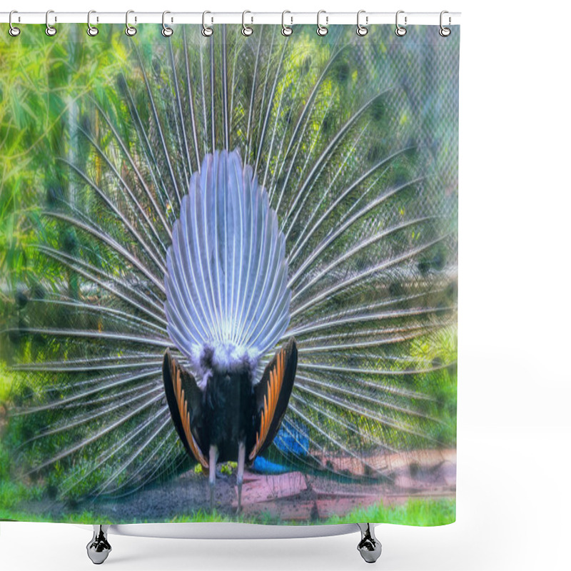 Personality  Peacock In The Wildlife Sanctuary. The Males Have Long Shiny Green Feathers, Each With Feathers In Green, Red, Bronze, And Brown, When Tail Dance Spreads Out To Form Nanotubes To Attract Females. Shower Curtains