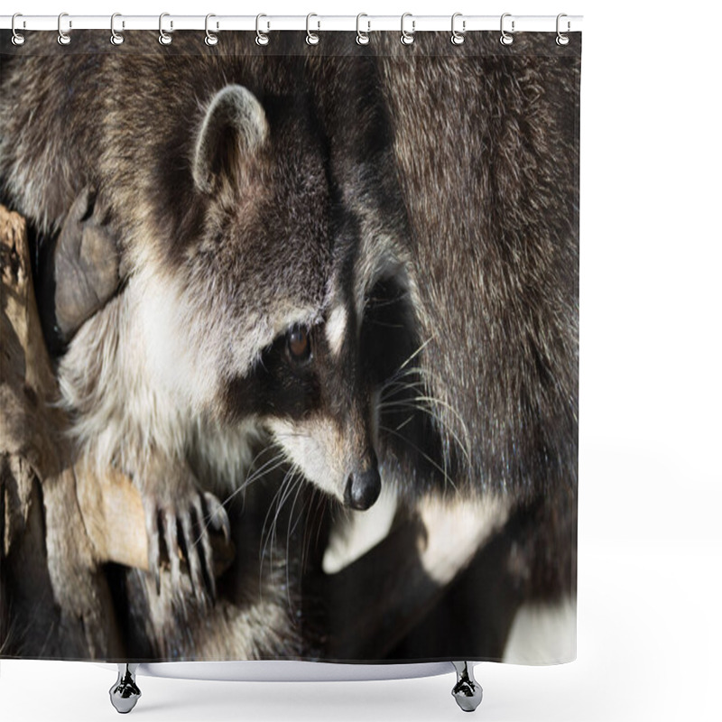 Personality  Northern Raccoon, An Omnivore Eating Fruits, Insects, And Trash. Native To North America. Shower Curtains