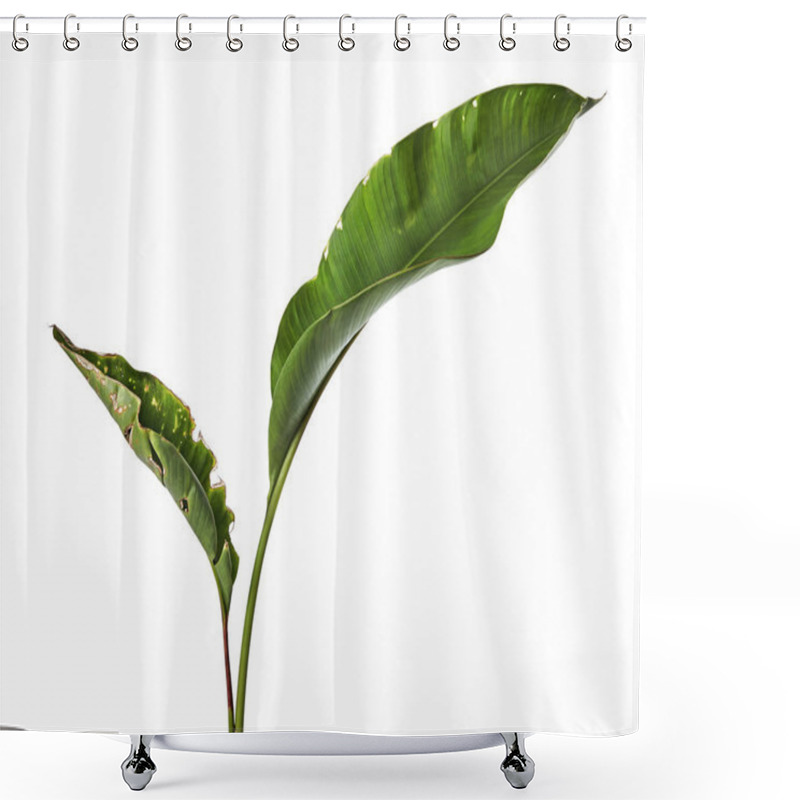 Personality  Strelitzia Reginae, Heliconia, Bird Of Paradise Foliage Isolated On White Background, With Clipping Path Shower Curtains