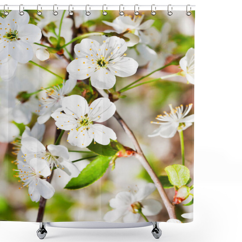 Personality  White Cherry Blossoms On Twig Shower Curtains