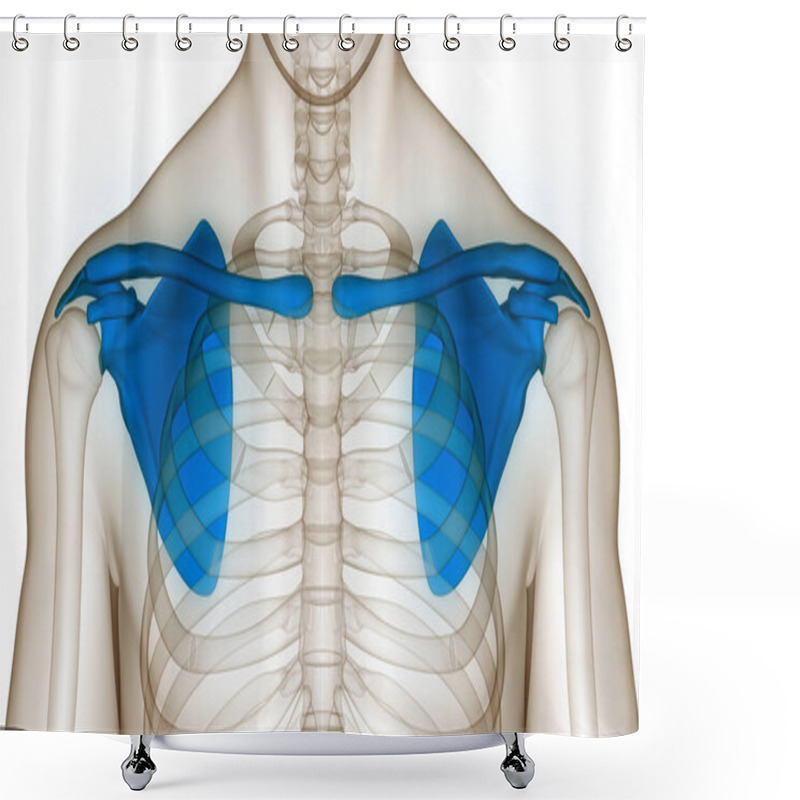 Personality  Human Skeleton System Pectoral Girdle (Shoulder Girdle) Anatomy. 3D Shower Curtains