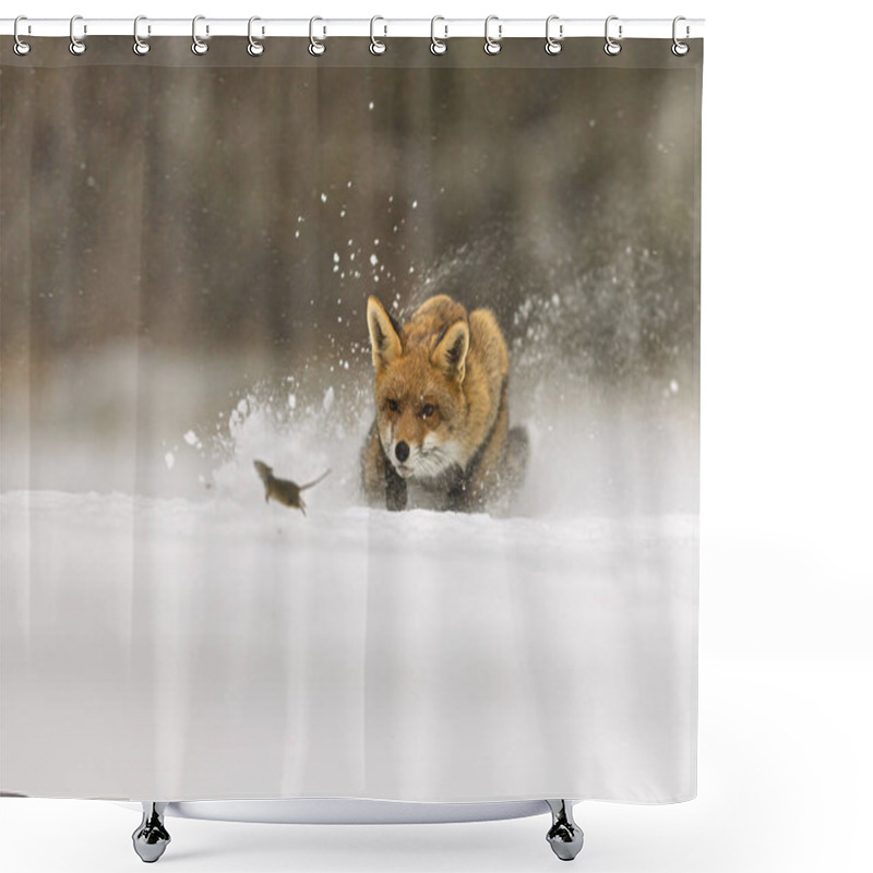 Personality  Red Fox (Vulpes Vulpes) Hunting Mice In The Snow Shower Curtains