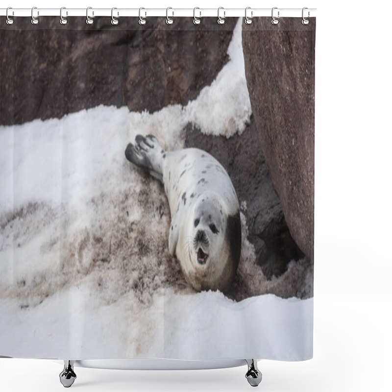 Personality  Young Harp Seal On Pack Ice And Coastal Rocks Shower Curtains