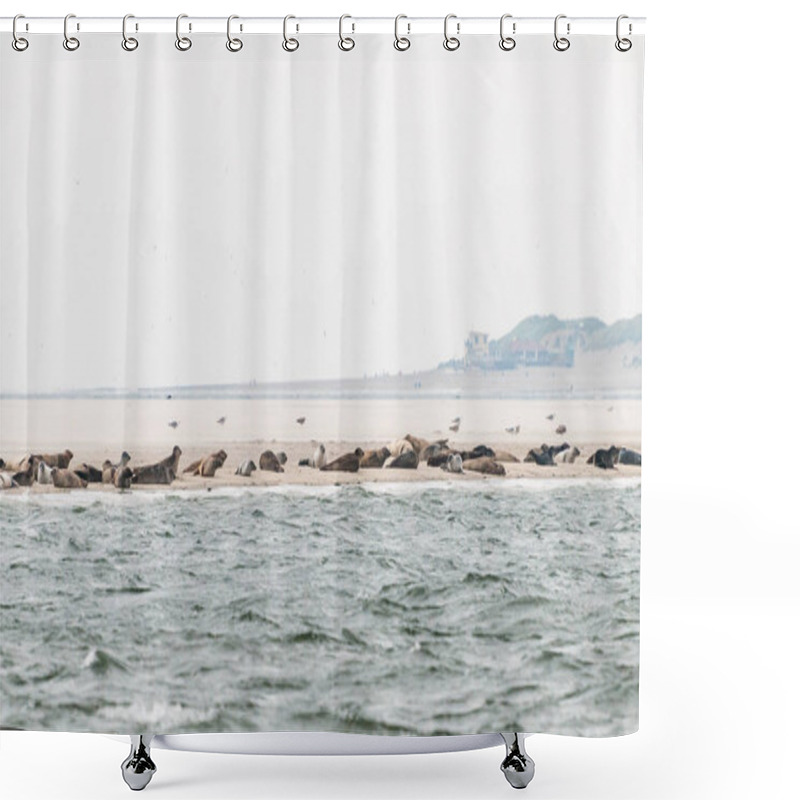 Personality  A Group Of Seals Are Lying On A Sandbank Before The Coast In The Waddensea In The Netherlands. Shower Curtains