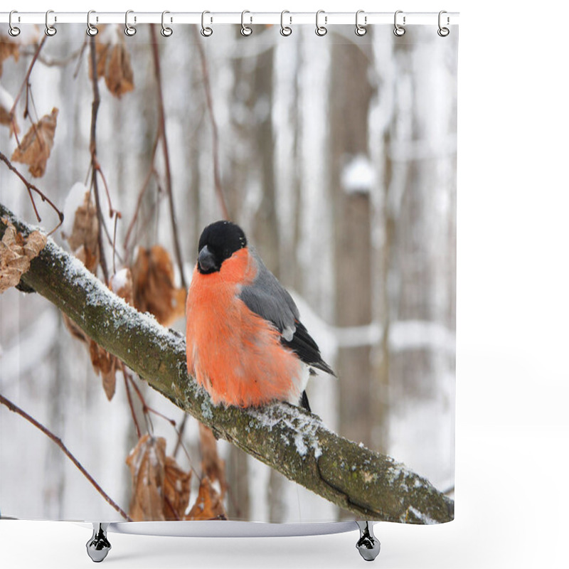 Personality  The Bullfinch Sits On A Branch Shower Curtains