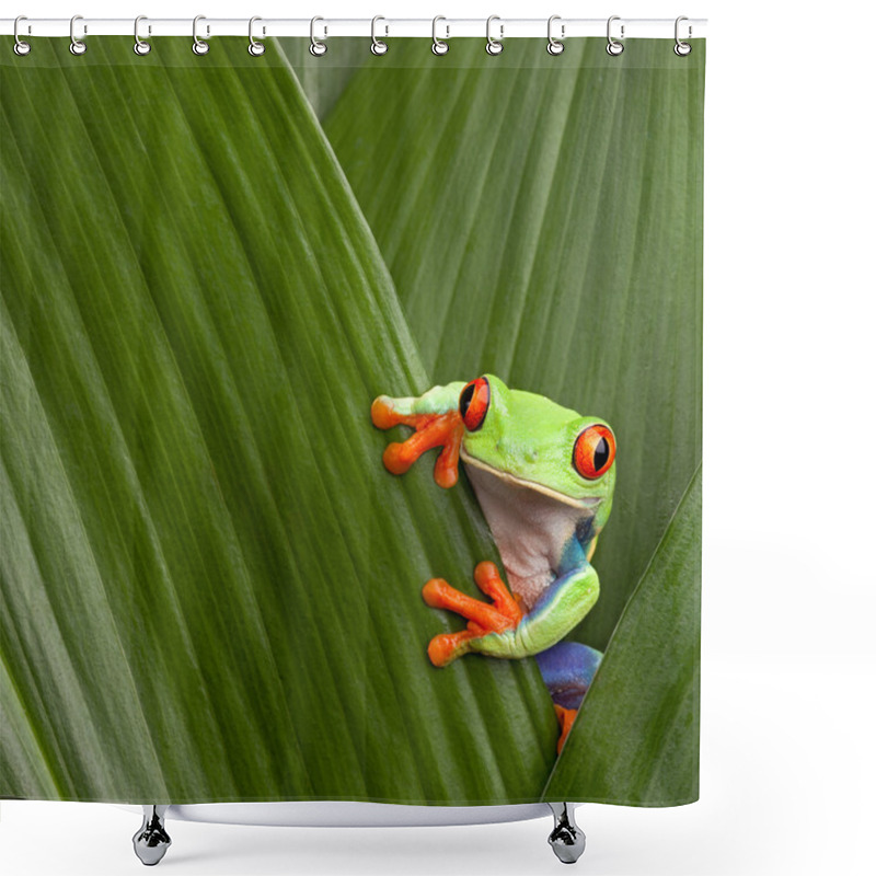 Personality  Red Eyed Tree Frog Shower Curtains