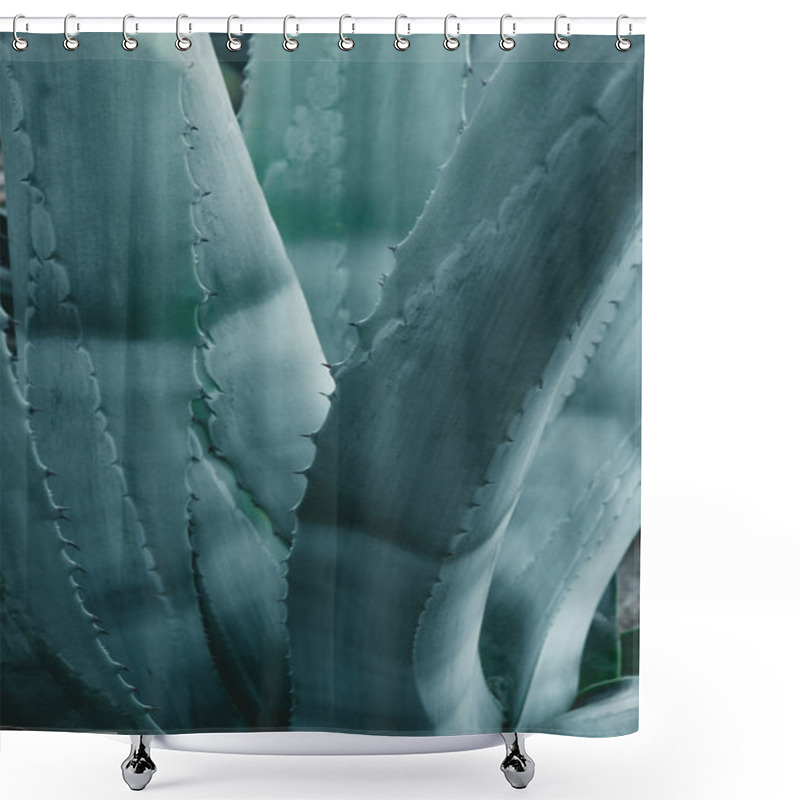 Personality  Close Up Background With Blue Aloe Leaves Shower Curtains