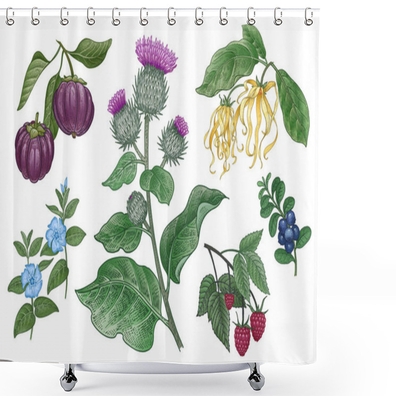 Personality  Set Of Imedical Plants. Burdock, Ylang Ylang, Garcinia, Raspberr Shower Curtains