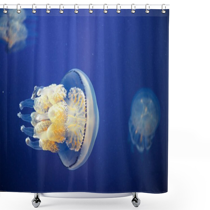 Personality  Jellyfish Underwater Moving Around Shower Curtains