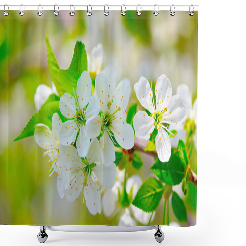 Personality  Sprig Of Flowering Cherry Blossoms In Spring Garden Shower Curtains