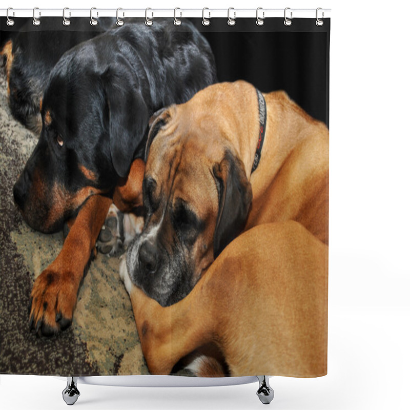 Personality  Snuggling Dogs Shower Curtains