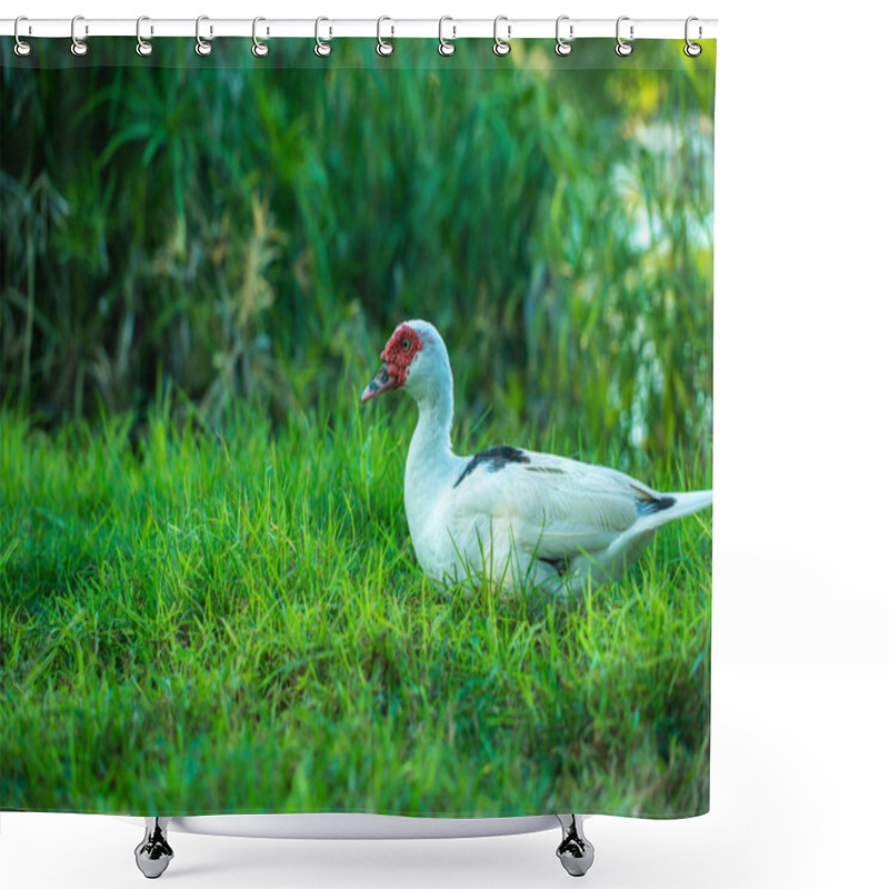 Personality  White Muscovy Duck Sitting On The Grass Background Shower Curtains