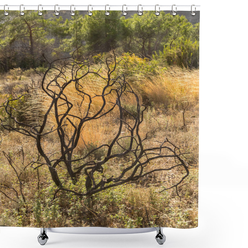 Personality  Powerful Image Of A Scorched Tree After A Forest Fire In The Cyprus Mountains, Highlighting The Devastating Impact Of Natural Disasters Shower Curtains