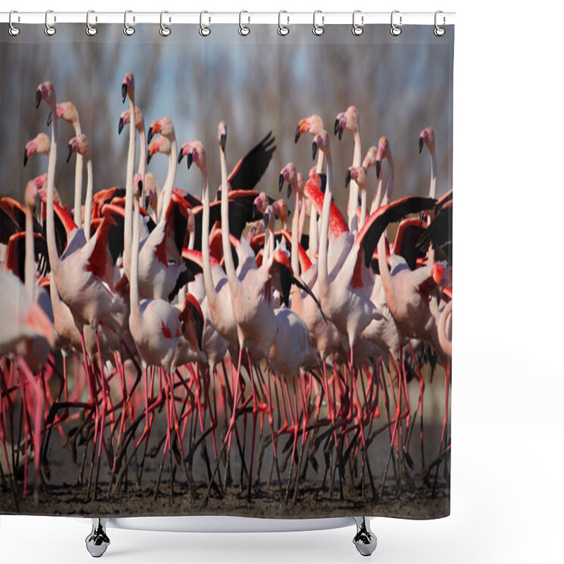 Personality  Group Of Greater Flamingos Shower Curtains