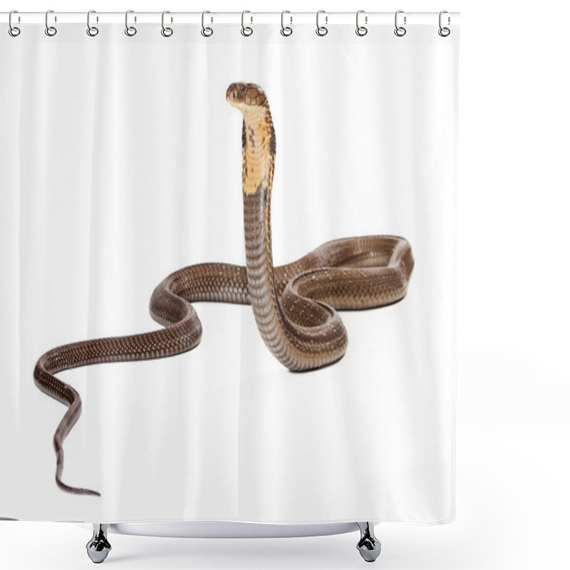 Personality  King Cobra Snake Looking To The Side Shower Curtains