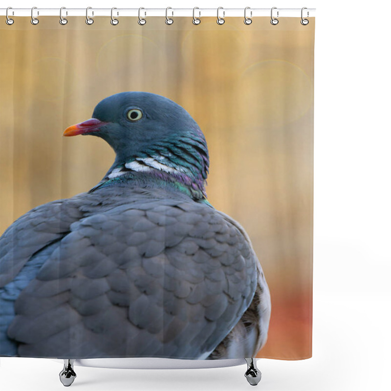 Personality  Portrait Of A Wood Pigeon In The Wild Shower Curtains