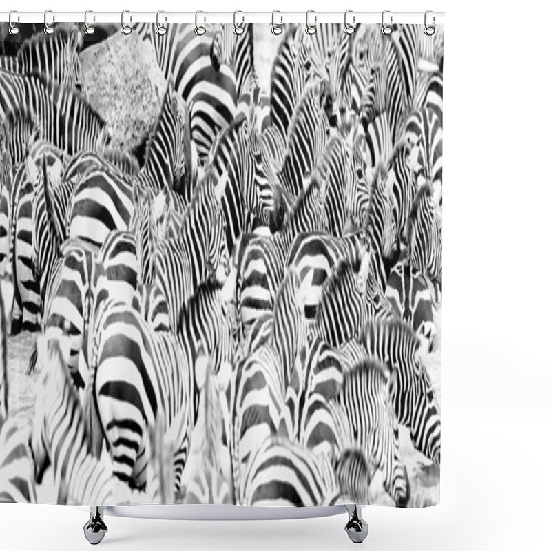 Personality  Zebras In The Big Herd During The Great Migration In Masai Mara Shower Curtains