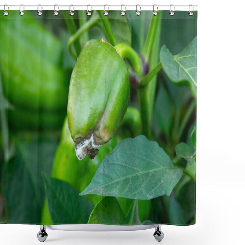 Personality  Rotten Green Pepper. Botrytis Blight. Diseases Of The Capsicum And Bell Pepper. Damaged Fruit On The Bush. Crop Loss Shower Curtains